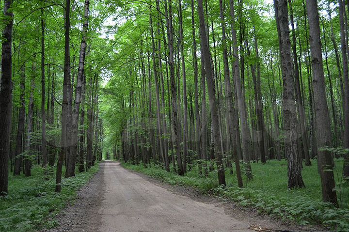 Участок 1,25 га (ИЖС)