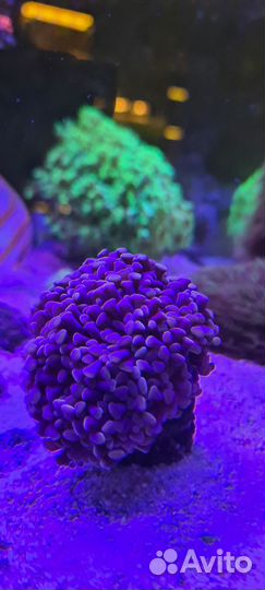 Морской светильник. Black Ice для аквариума