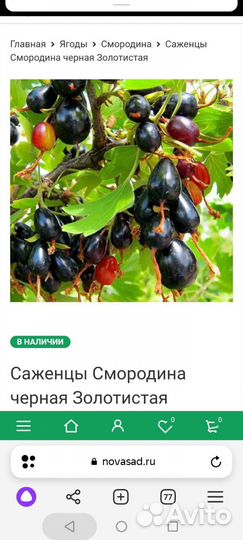 Саженцы репеса