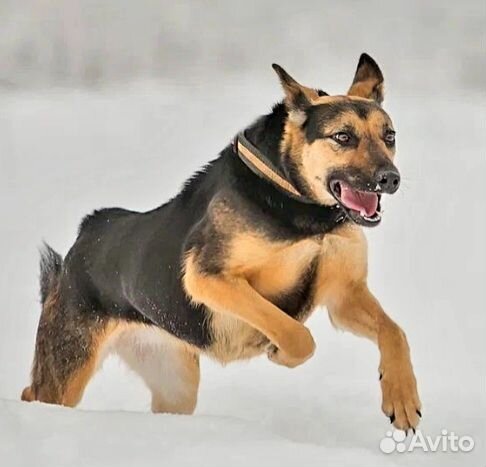 Немецкая овчарка 3года, метис девочка