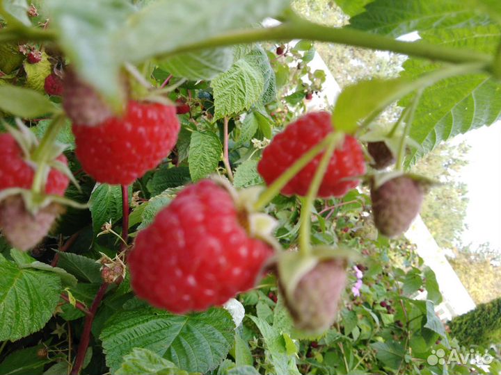 Ремонтантная малина