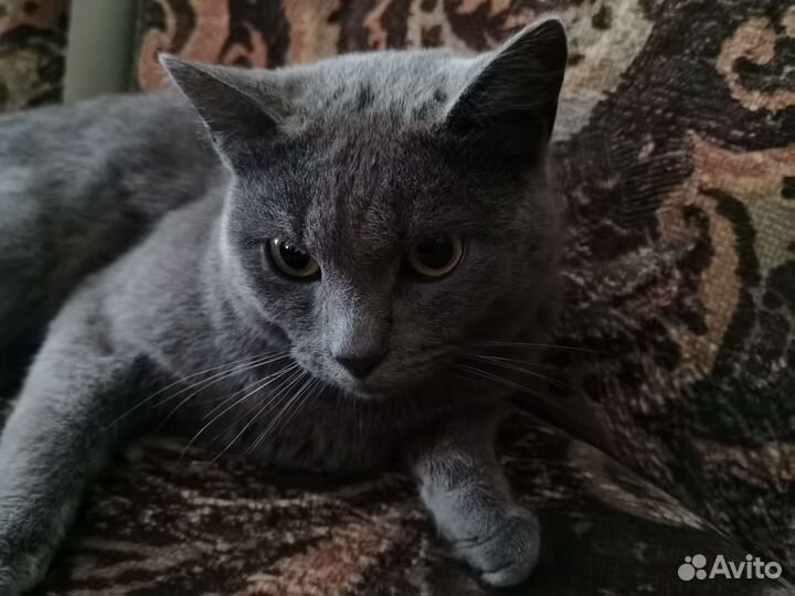 Кот британский