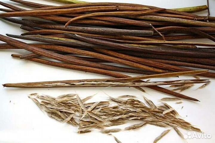 Катальпа великолепная ростки