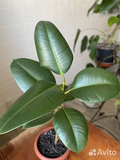 Фикус каучуконосный в активном росте