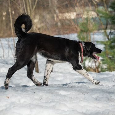 Щенок в добрые руки