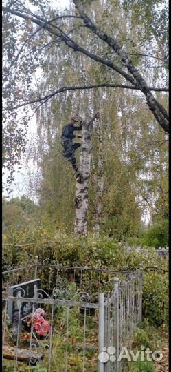 Спилить дерево