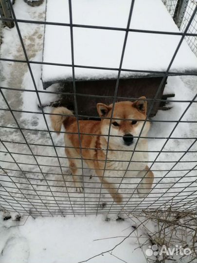 Собака сиба ину