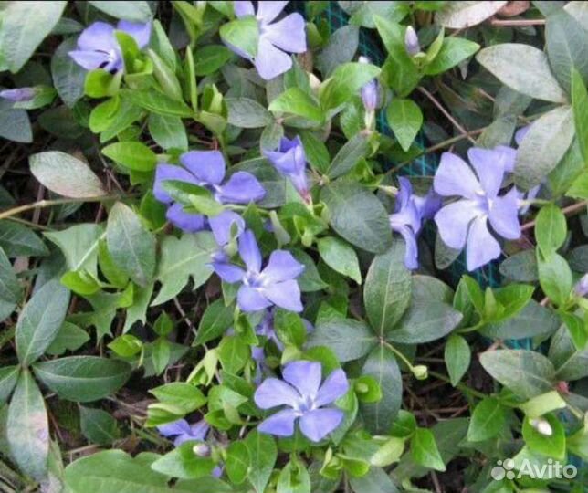 Эхиноцея Барвинок