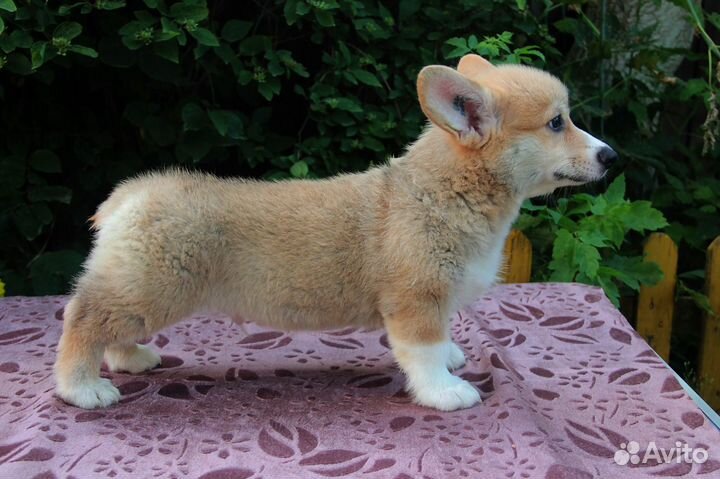 Корги пемброк щенки