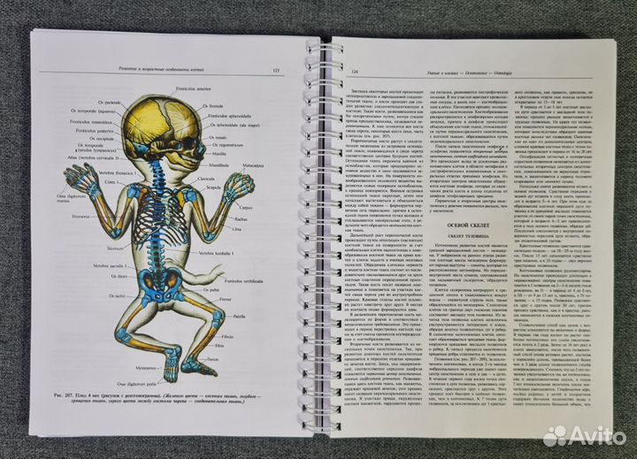 Атлас анатомии человека Синельников. Том Первый