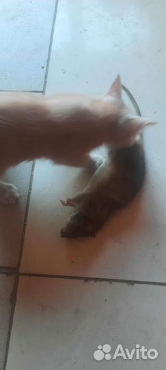 Коты-крысоловы