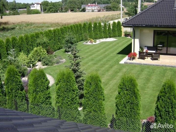 Туи Западные Смарагд