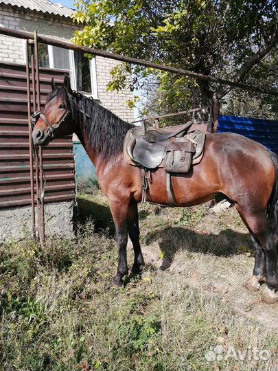 Лошадь жеребец