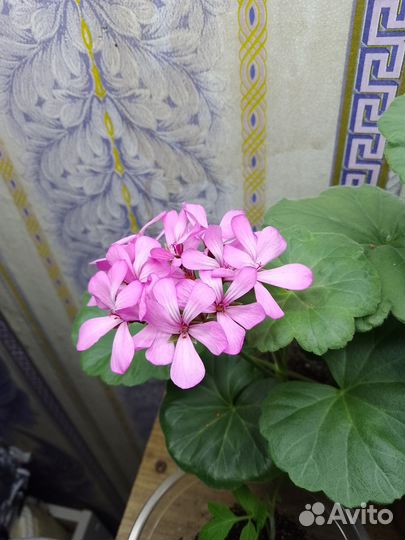 Пеларгония герань
