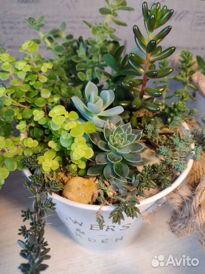 Флорариум. Суккуленты
