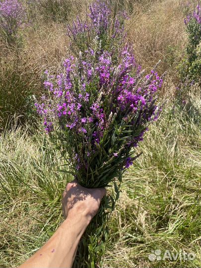 Травы для бани