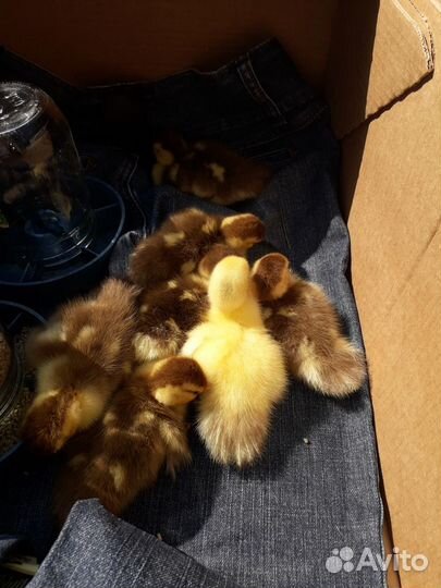 Индоутята домашние