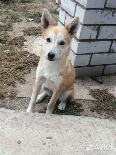 Собаки в дар бесплатно