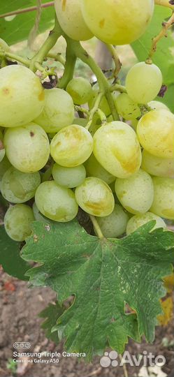 Продаю столовый виноград