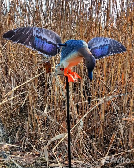 Утка махокрыл для охоты
