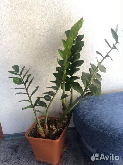 Замиокулькас