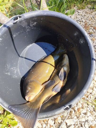 Рыба Линь карп и тд