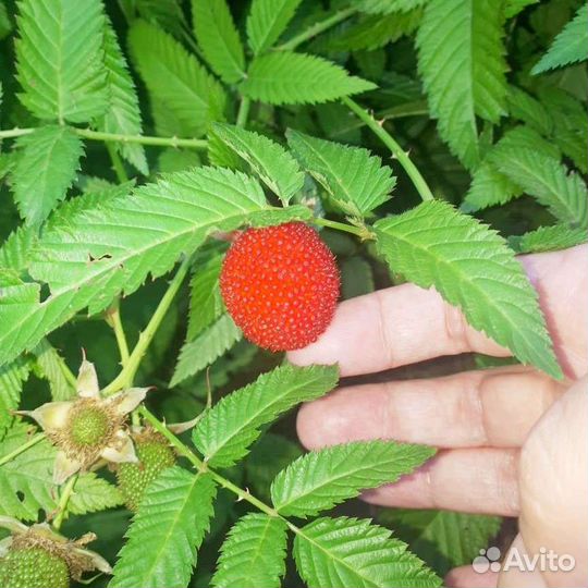 Тибетская малина розолистная