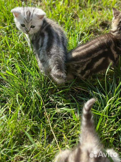 Британские котята