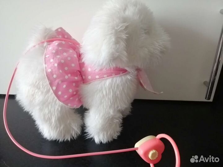 Собака на поводке