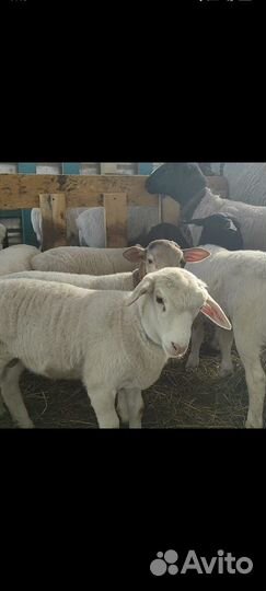 Племенные бараны