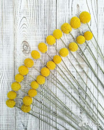 Кермек, краспедия и другие натуральные сухоцветы