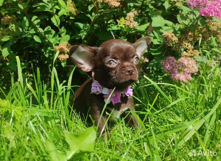 Щенки чихуахуа