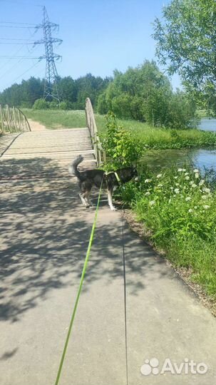 Выгул собак