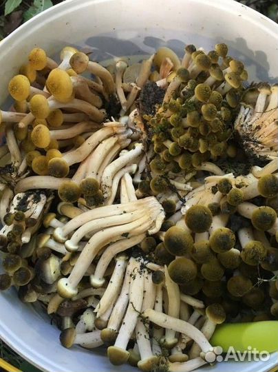 Грибной тур в Сочи