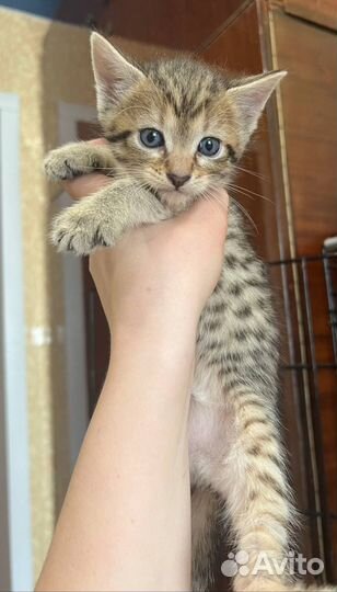 Котятки в добрые руки