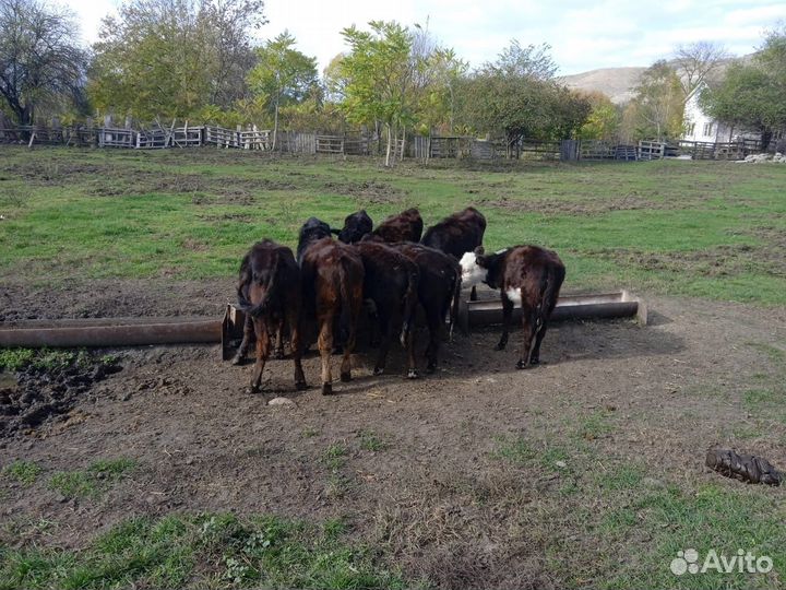 Коровы дойные,бычки,тёлочки