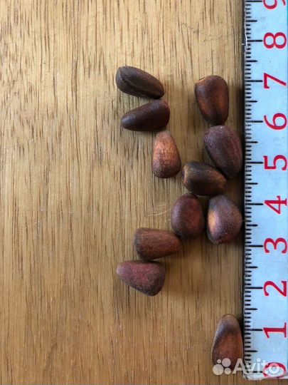 Кедровый орех