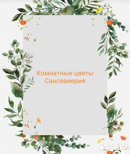 Сансевиерия сортовая