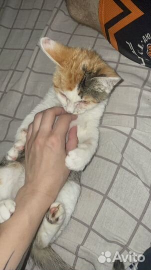 Ласковый котенок в добрые руки