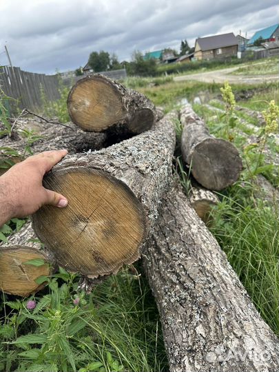 Лес кругляк дуб