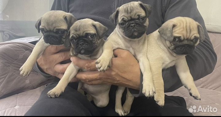 Щенки мопса