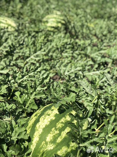 Арбуз оптом