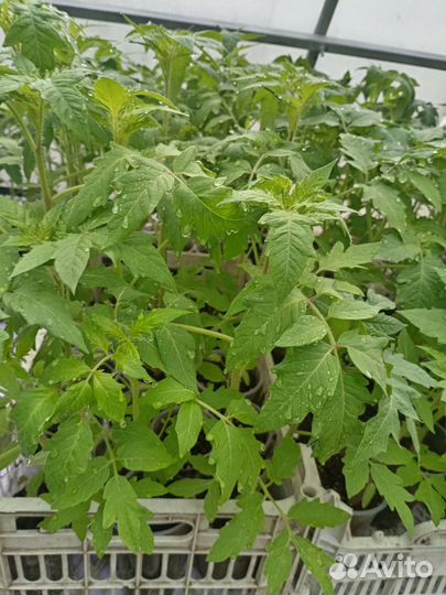 Рассада помидор и перцев Болгарских ласточка