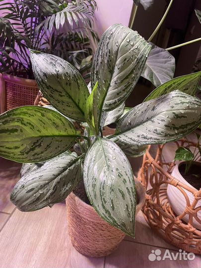 Аглаонема Сильвер бей,детки