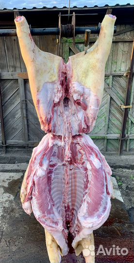 Свинина домашняя