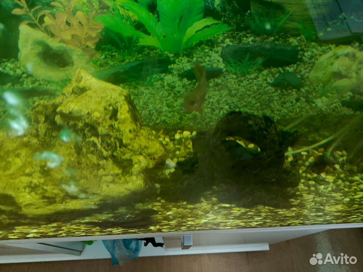 Аквариум с рыбками цихлидами на 250 литров