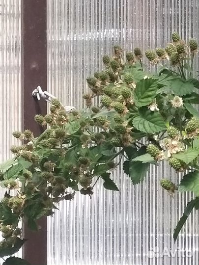 Саженцы ежевики