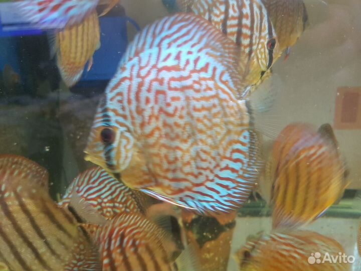 Продам подростков дискусов