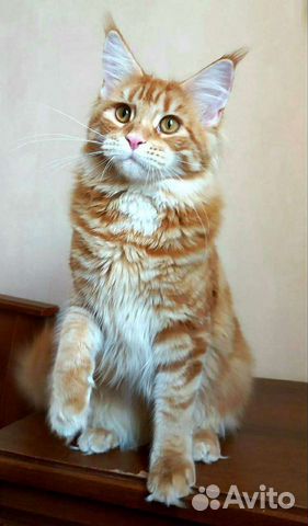 Котята Мейн-Кун с документами объявление продам