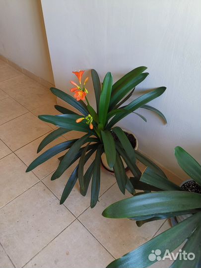 Комнатные цветы кливия